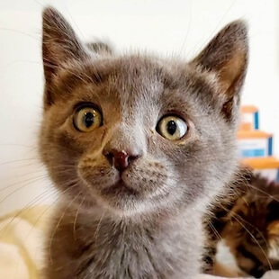 Cat Services in Lake Forest